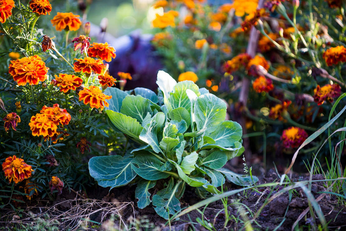 Blühende Studentenblumen wachsen zu beiden Seiten eines Weißkohls im Gemüsebeet. Foto: AdobeStock_ams