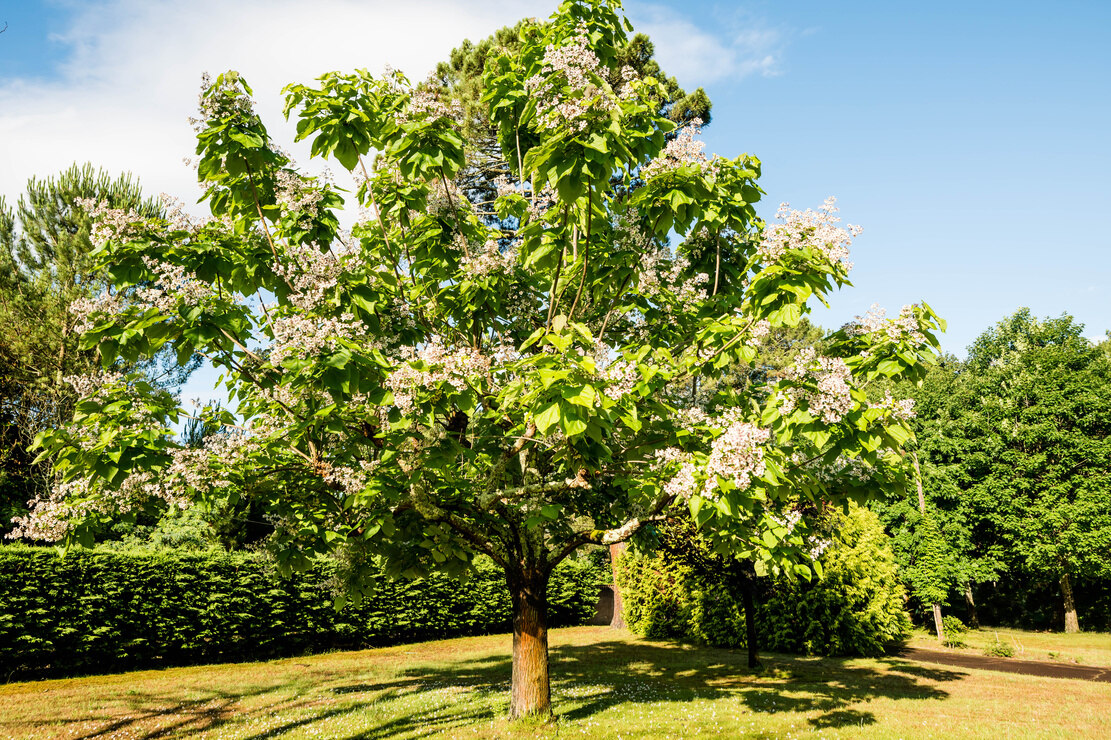 Catalpa mit weißen Blüten in einem Garten. Foto: AdobeStock_Image'in