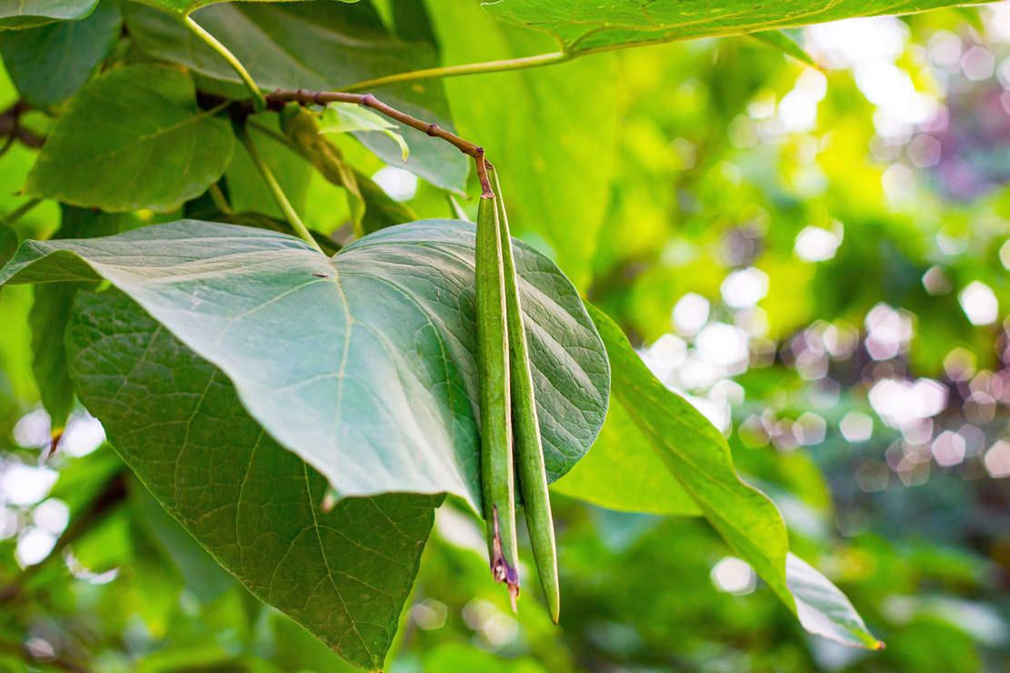 Fruchtschoten und Blätter des Trompetenbaums. Foto: AdobeStock_KatMoy