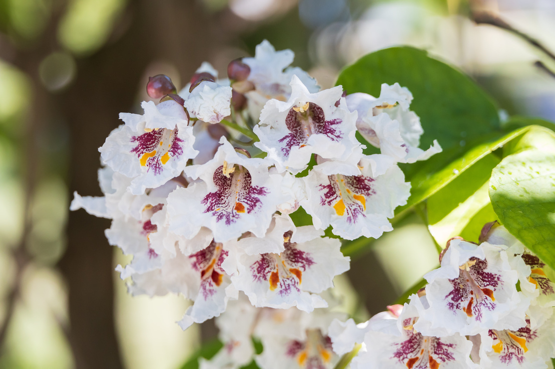 Weiße Glockenblüten mit roter Mitte. Foto: AdobeStock_Martina