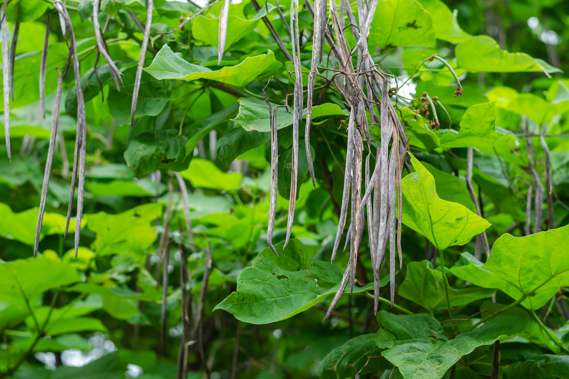 Fruchtschoten des Trompetenbaums. Foto: AdobeStock_Mikhail