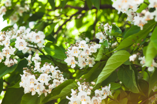 Weiße Glockenblumen am Trompetenbaum im Sommer. Foto: AdobeStock_perminoffa