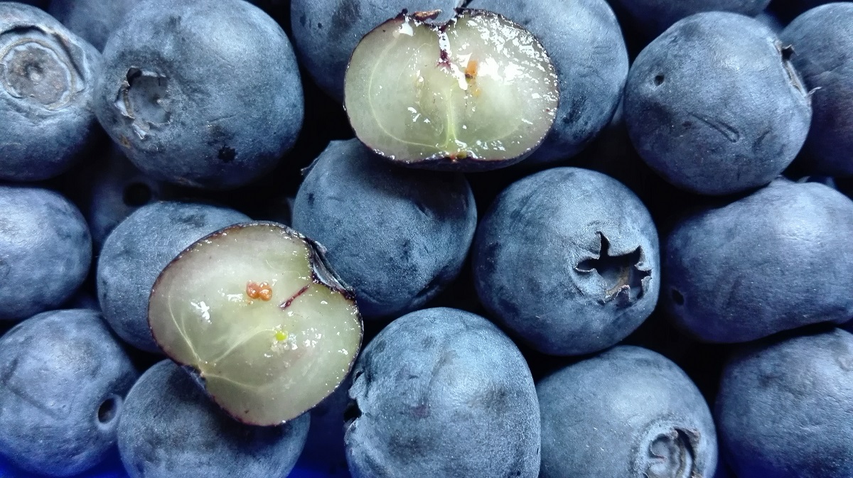 Heidelbeeren in Nahmaufnahme, dabei eine halbierte mit hellem Fruchtfleisch