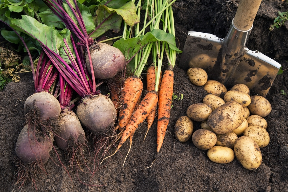 Frisch geerntete Rote Beete, Karotten und Kartoffeln in Gartenbeet. Foto: AdobeStock_Viktor Iden