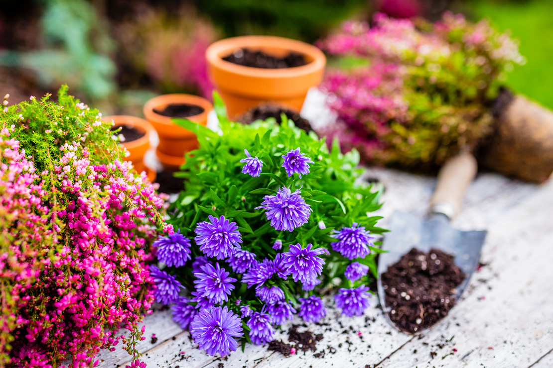 Herbstastern und Besenheide werden eingetopft. Foto: AdobeStock_iMarzi