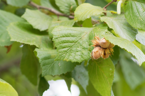 Reife Haselnüsse am Strauch. Foto: AdobeStock_Marc