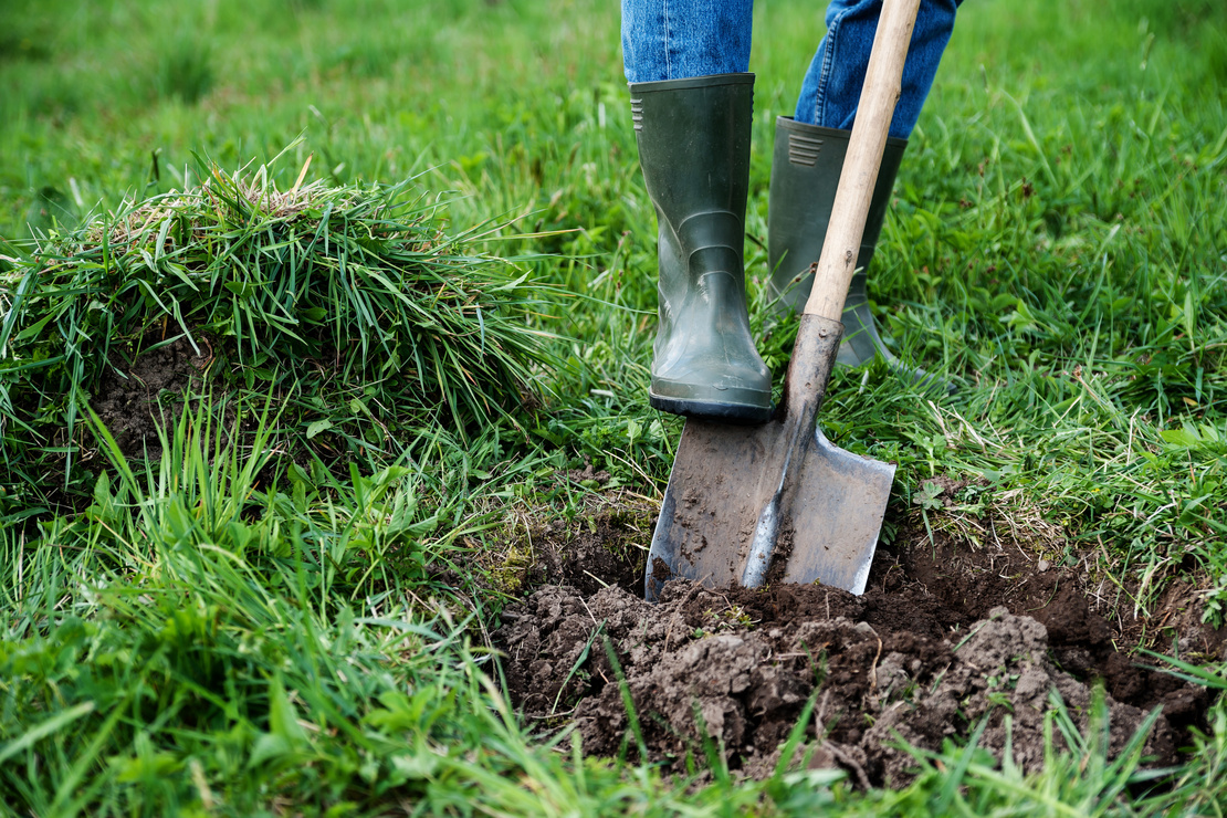 Person mit Gummistiefeln hebt mit einer Schaufel ein rundes Pflanzloch auf einer Rasenfläche aus. Foto: AdobeStock_yunava1