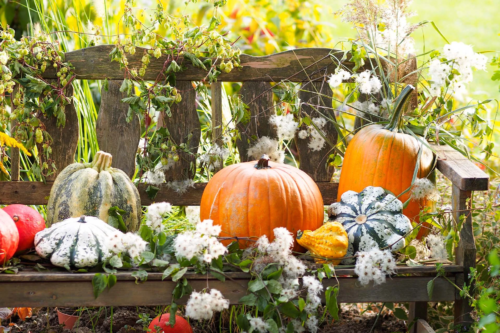 Bunte Kuerbsidekoration auf einer Gartenbank [Foto: AdobeStock_Glaser]