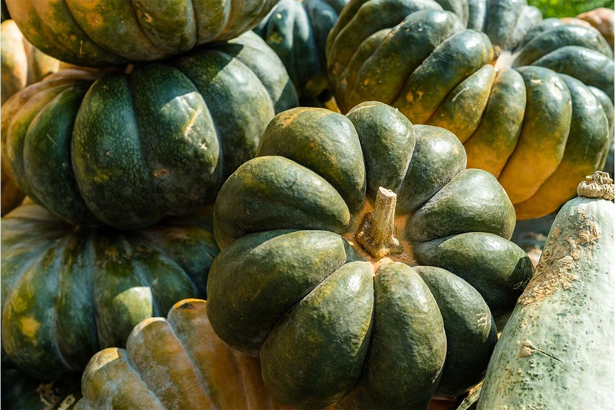 Muskatkuerbisse auf einem Haufen [Foto: AdobeStock_Maik-Burghardt]