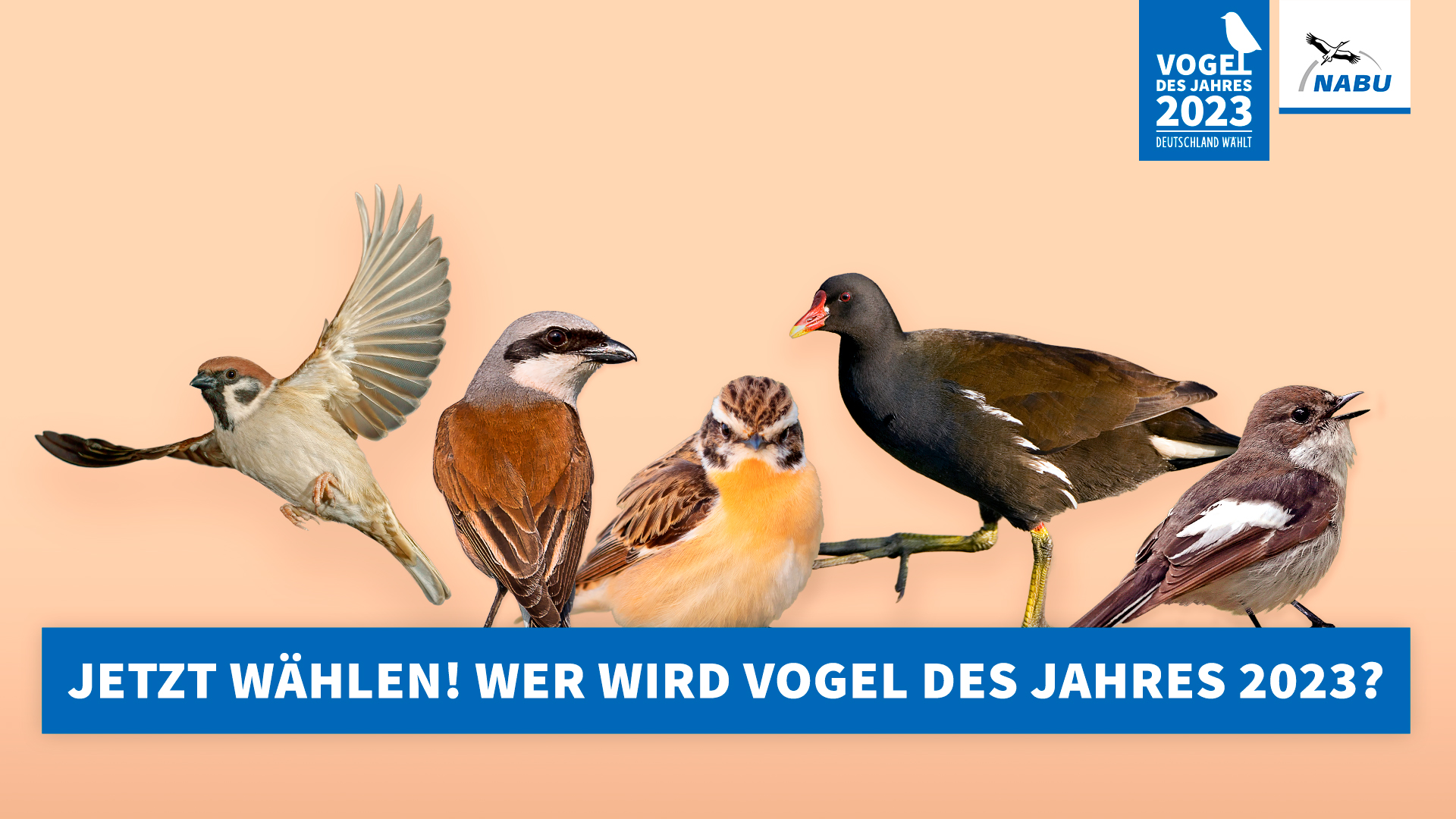 NABU-Wahlplakat zur Wahl des Vogel des Jahres 2023, auf dem die Anwärter Feldsperling, Neuntöter, Braunkehlchen, Teichhuhn und Trauerschnäppern abgebildet sind.
