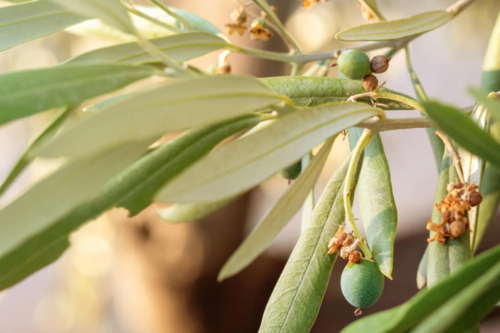 Ein Olivenbaum wächst in einem Kübel. Foto: AdobeStock_Маргарита Вайс