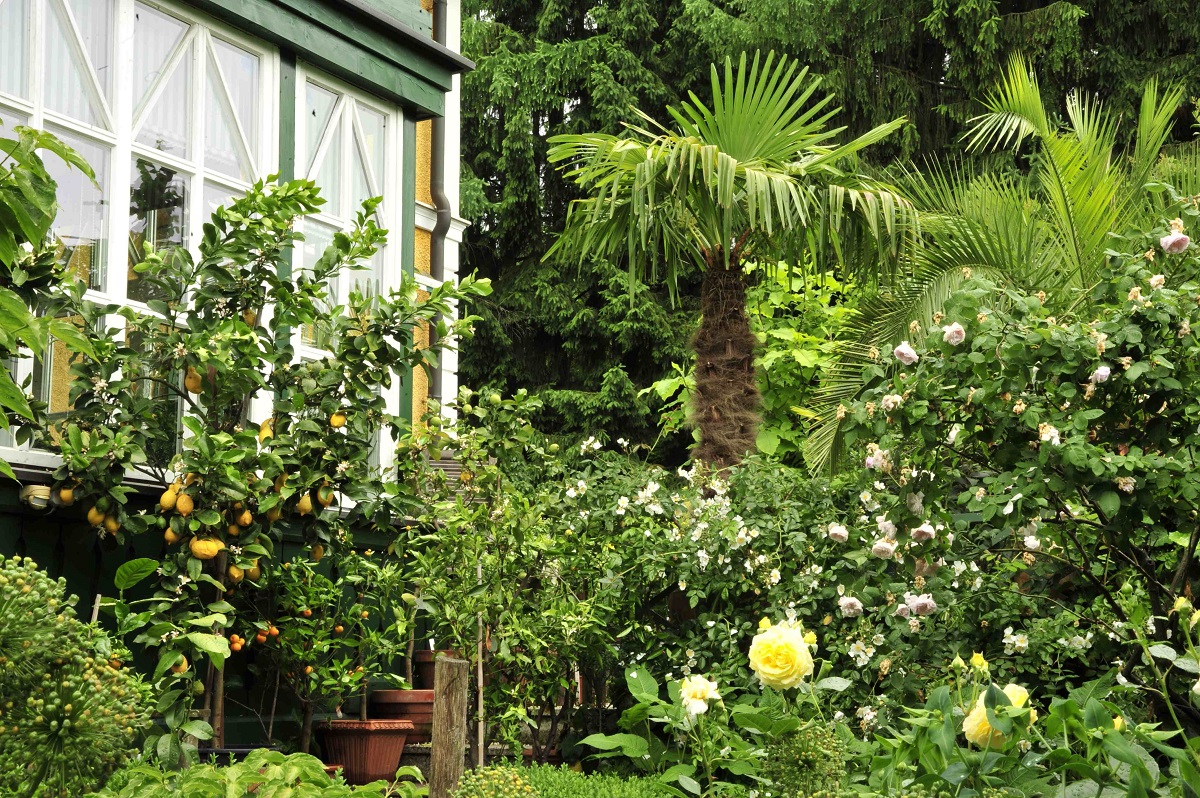 Palmen im Garten so klappt’s auch in Deutschland GartenFlora