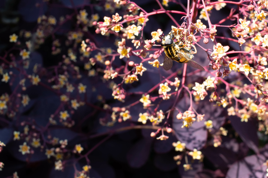Biene an den hellgelben Blüten des Perückenstrauchs in der Nahaufnahme. Foto: AdobeStock_Bruce