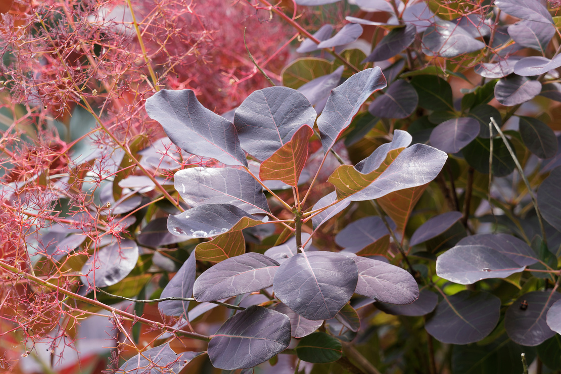 Roter Perückenstrauch mit hellroten Fruchtständen in der Nahaufnahme. Foto: AdobeStock_Marc
