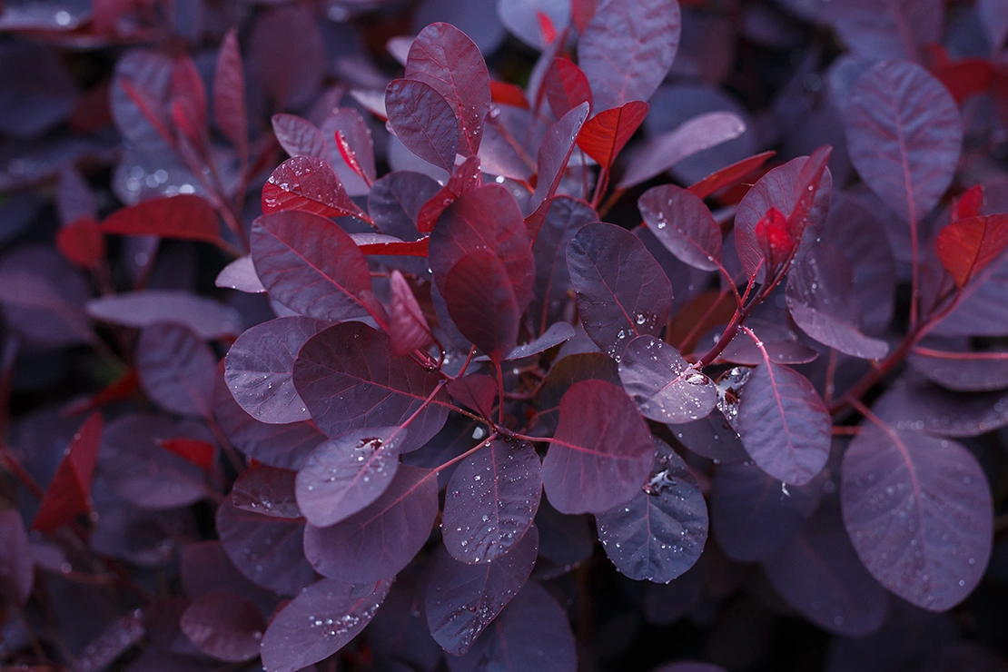 Die Blätter des Roten Perückenstrauchs in der Nahaufnahme. Foto: AdobeStock_Maksims
