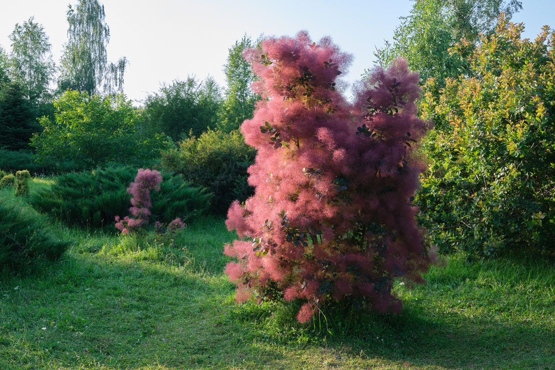 Freistehender Perückenstrauch auf Rasenfläche mit rosafarbenen Fruchtständen. Foto: AdobeStock_chamillew