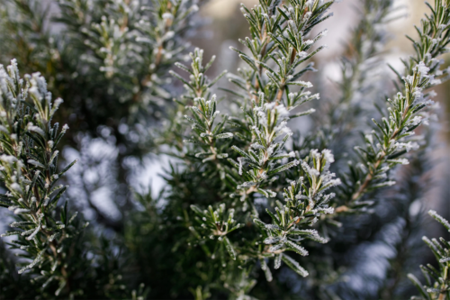 Rosmarin überwintern: Rosmarin ist mit Frost bedeckt. Foto: AdobeStock_Lena