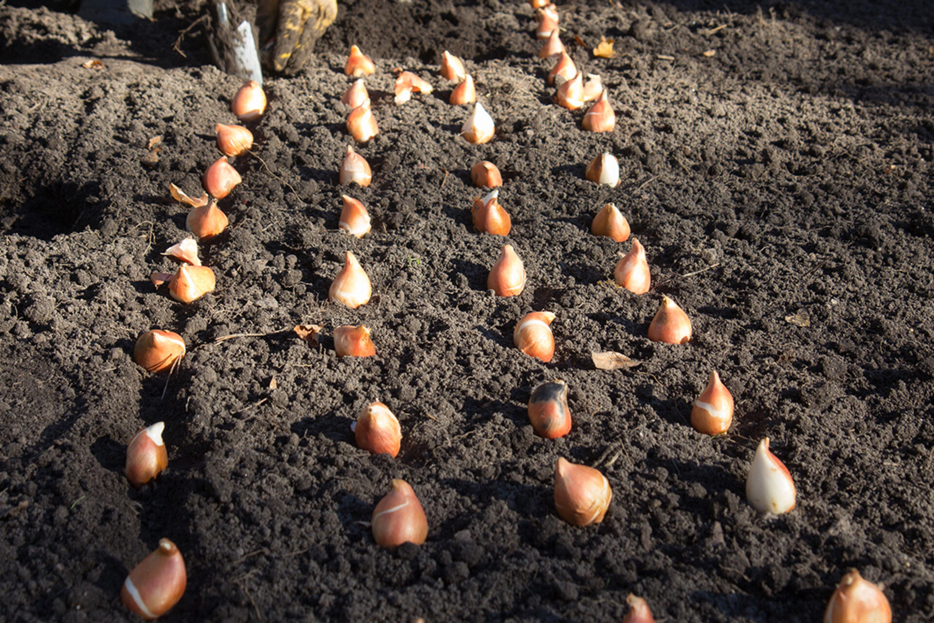 Tulpen pflanzen Anleitung, Pflege und Lagertipps GartenFlora