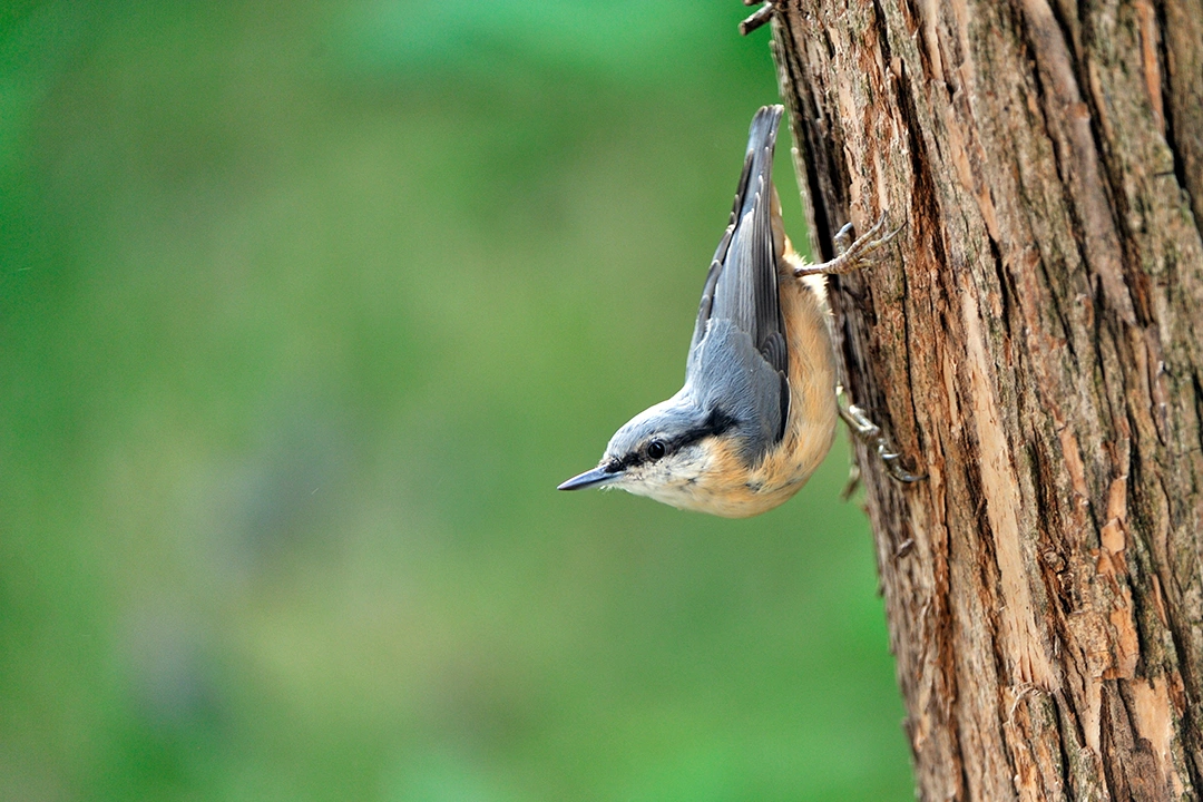 Ein Kleiber hängt kopfüber an einem Baumstamm. Foto: AdobeStock_Karin Jähne