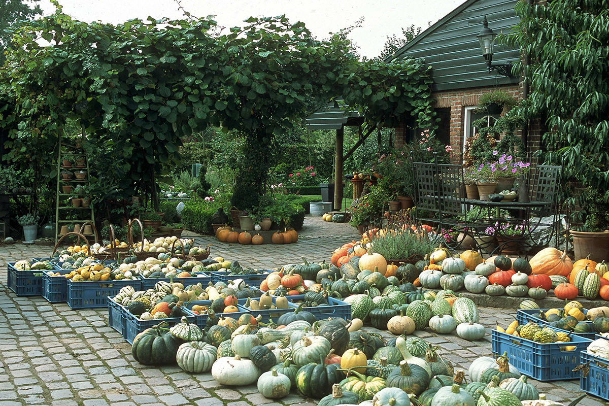 Kürbisse bei einem Hofverkauf [Foto: © GartenFlora/Christian Gehler]