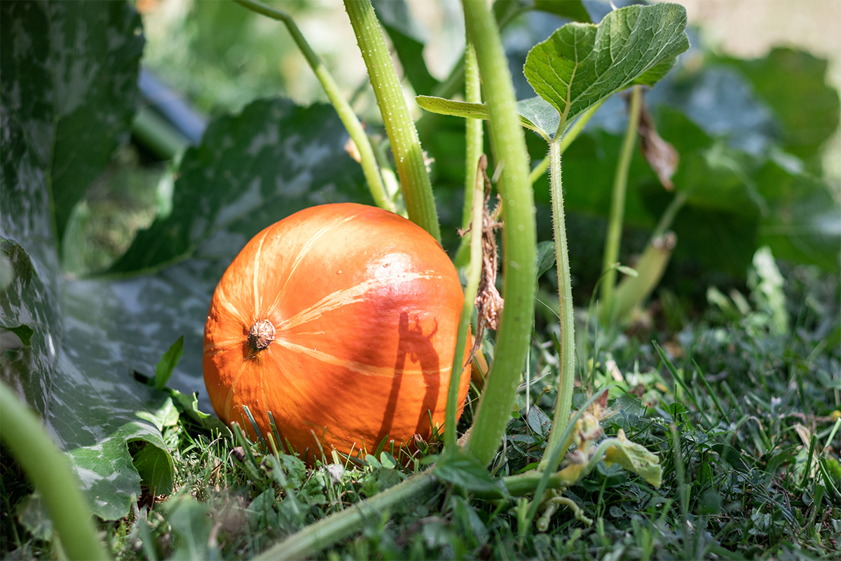 Hokkaido in einem Beet. Er zählt zu den essbaren Kürbissen. [Foto: AdobeStock_Encierro]