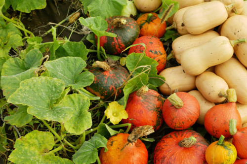 essbare Kürbisse (Hokkaido und Butternuss) liegen im Gartenbeet [Foto: AdobeStock_Tomas Vynikal]