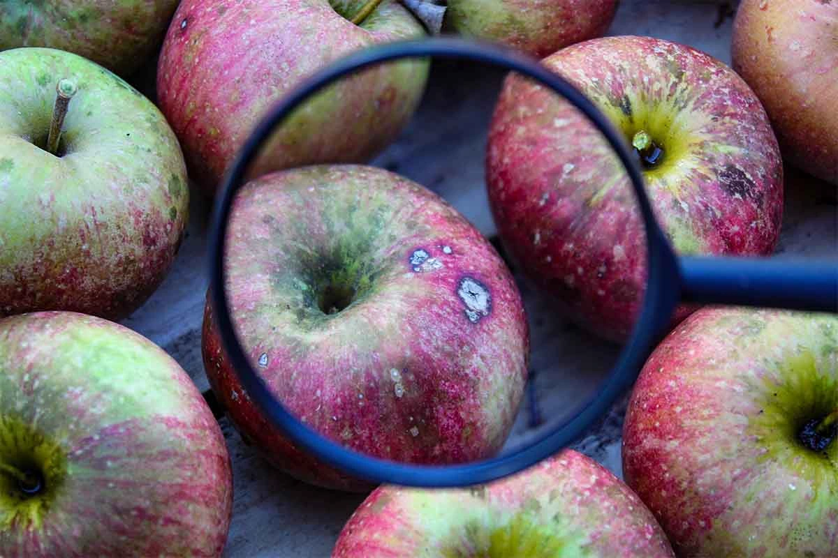 Apfel mit Stippe [Foto: AdobeStock_Mahir]