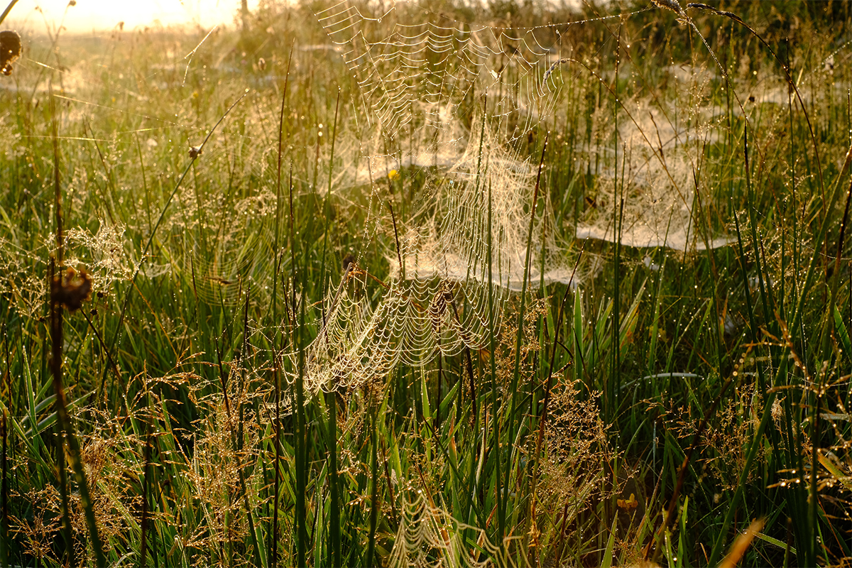 Spinnennetze im Altweibersommer auf einer Wiese mit Morgentau [Foto: AdobeStock_Erik]