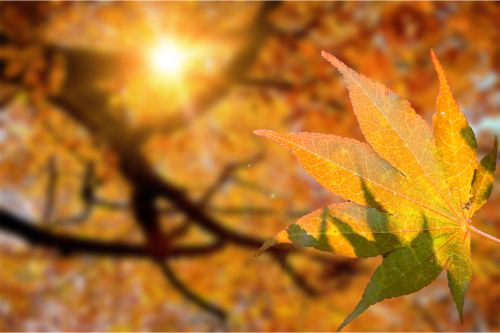 Ein Blatt im Altweibersommer [Foto: AdobeStock_Marcel Paschertz]