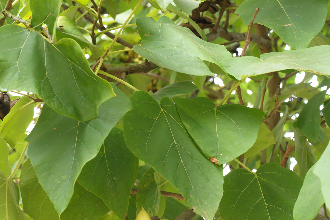 Nahaufnahme der Blätter eines Blauglockenbaums. Foto: AdobeStock_Marc