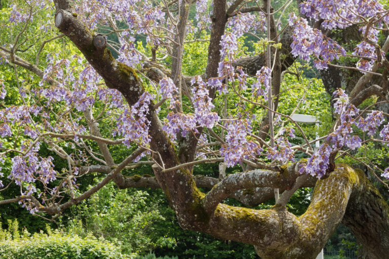 Blauglockenbaum Pflanzung, Pflege und mehr GartenFlora