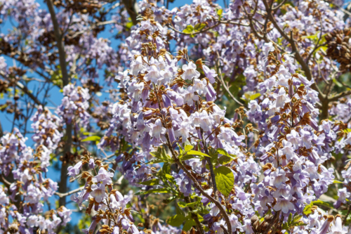 Blüten des Blauglockenbaums. Foto: AdobeStock_Marc