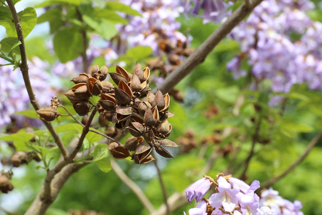 Blüten und Fruchtkapseln. Foto: AdobeStock_jojoo64