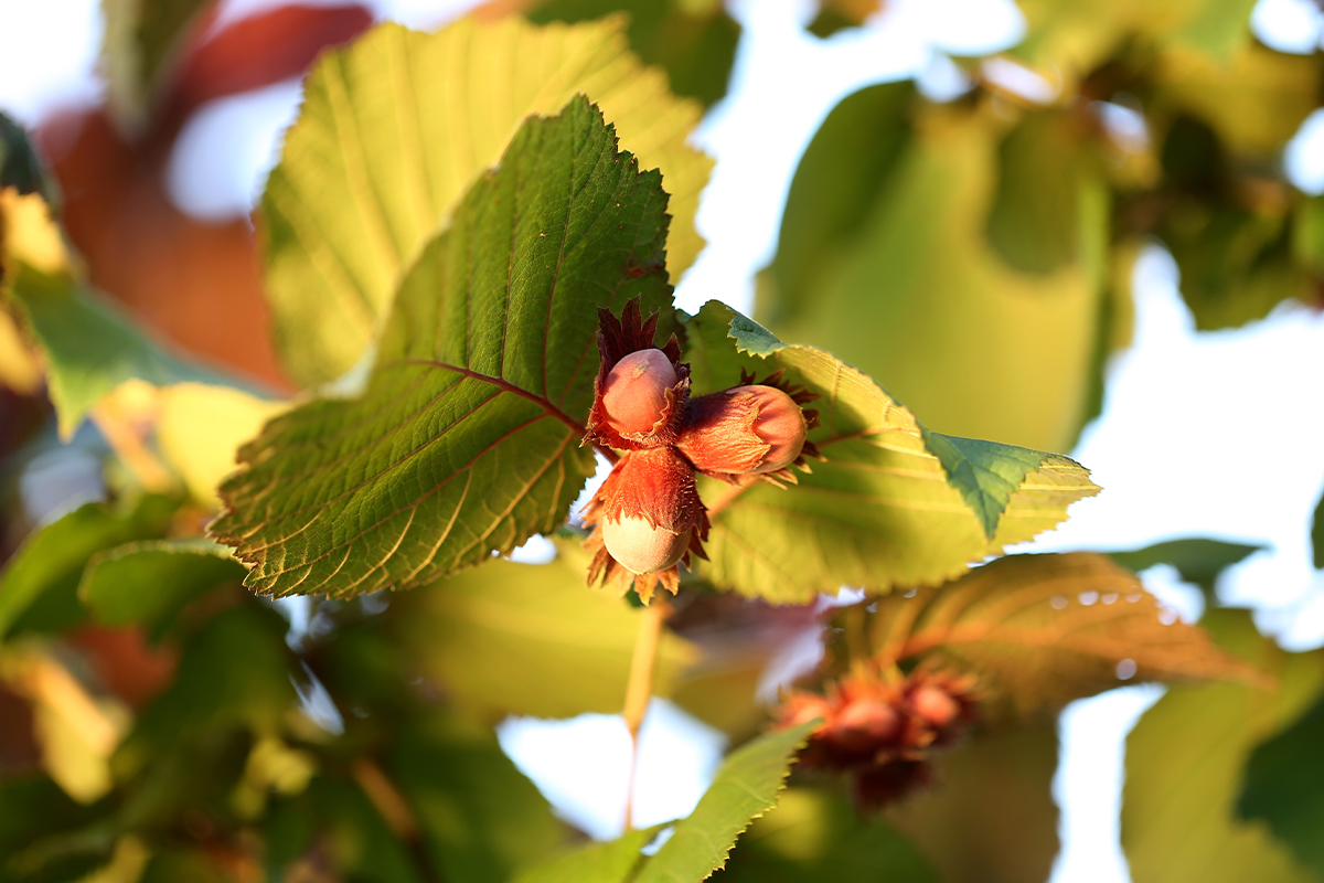 Haselnüsse an einem Haselstrauch. Die Haselnuss ist besonders gesund. [Foto: AdobeStock_sabyna75]