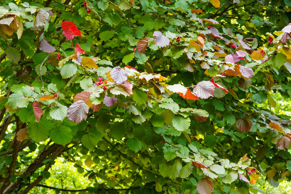 Haselnuss schneiden – Haselnussstrauch im Garten. Foto: AdobeStock_Marc