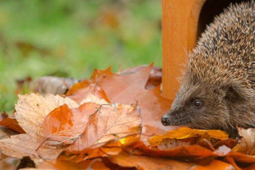 Igel kommt aus einem Igelhaus. Das können Sie auch bauen. [Foto: AdobeStock_Anne Coatesy]