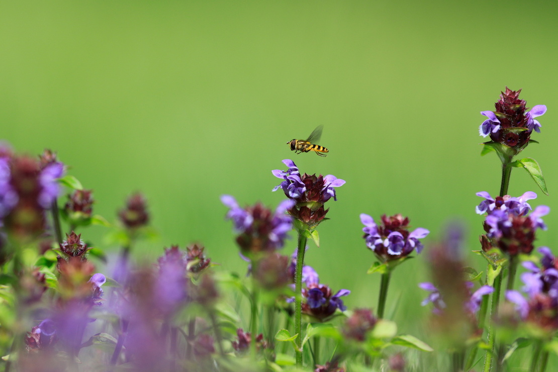 Eine Schwebfliege fliegt über den pinken Blüten der Kleinen Braunelle. Foto: AdobeStock_Daniel Dunca