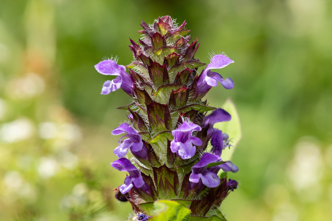 Blüte der Kleinen Braunelle. Foto: AdobeStock_tom