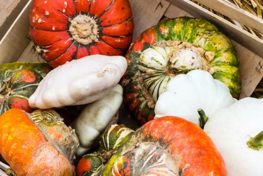 Weiße Patisson- und orange-grüne Turbankürbisse liegen in einer Holzkiste. Die beiden Sorten werden oft als Zierkürbisse verwendet, sind aber durchaus essbar. [Foto: AdobeStock_pusteflower9024]