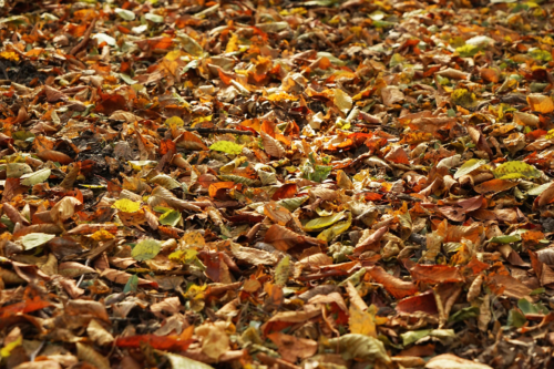 Ein mit buntem Herbstlaub bedeckter Boden. Foto: AdobeStock_Africa Studio