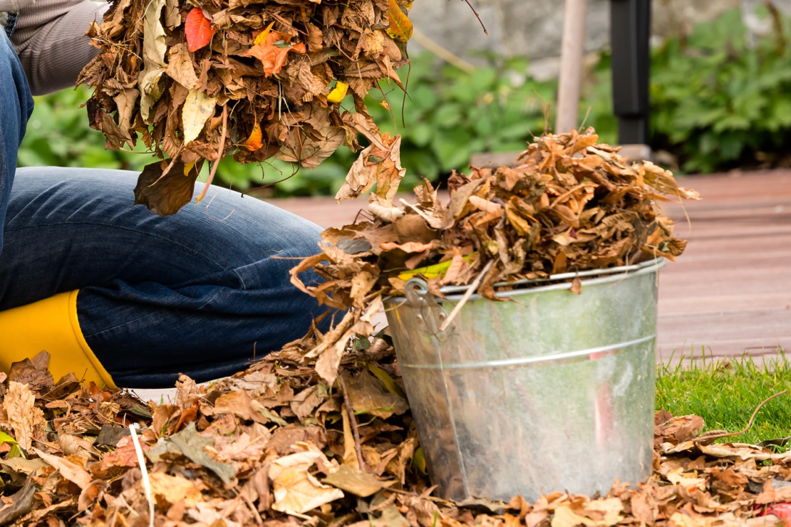 Eine Person mit gelben Gummistiefeln sammelt Laub im Garten auf und gibt es in einen Eimer. [Foto: AdobeStock_CandyBox Images]