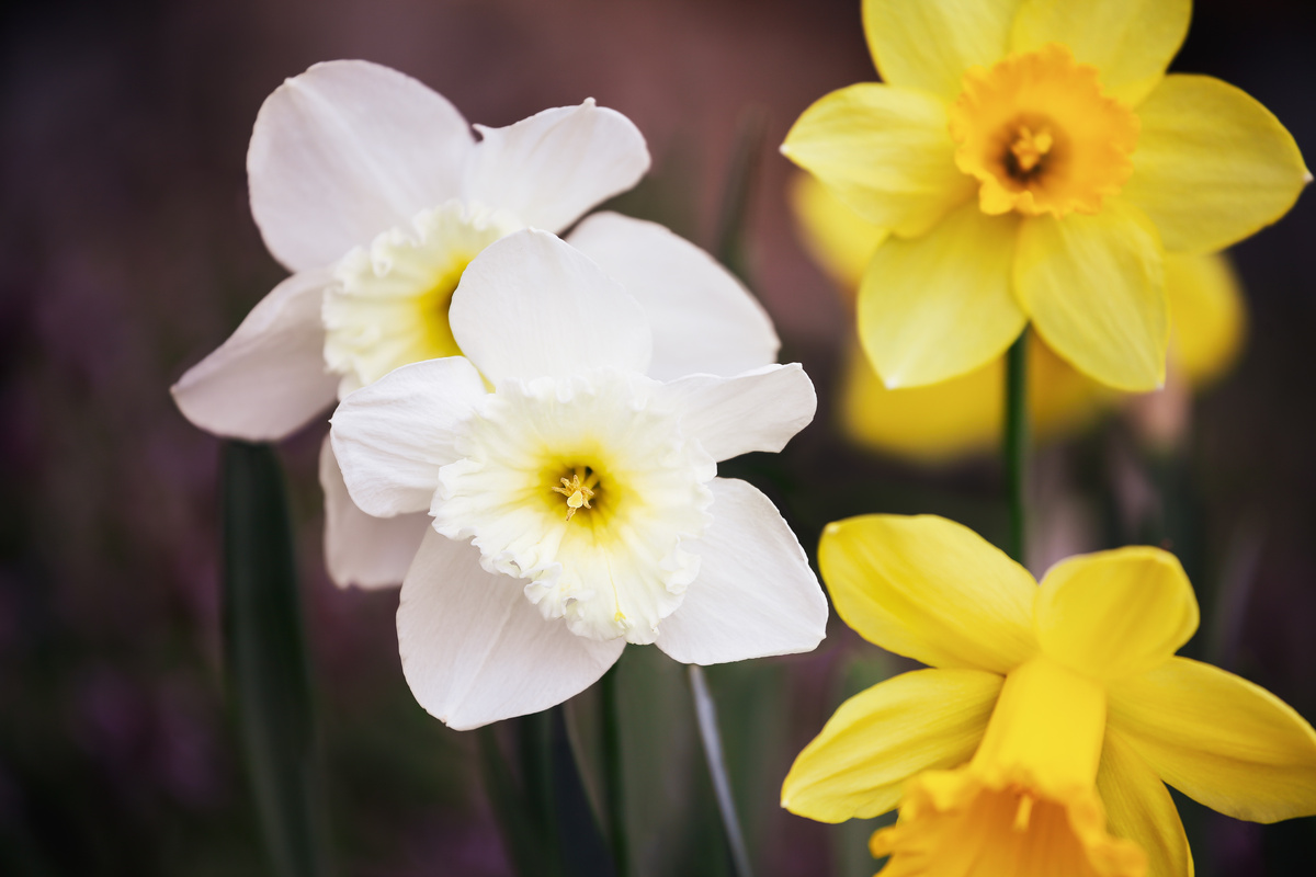Narzissen im Herbst pflanzen für Frühlingsfreude GartenFlora