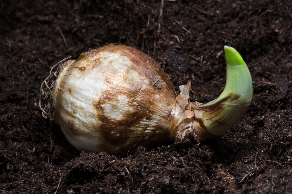 Narzissenzwiebel mit grünem Austrieb liegt auf der Erde. Foto: AdobeStock_richpav