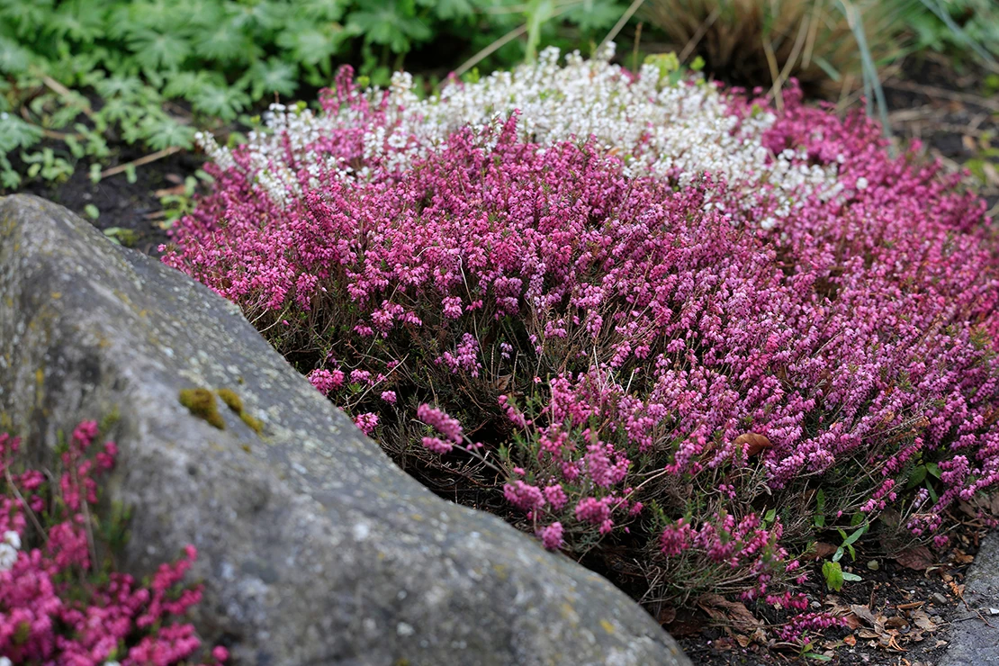 Eine pinkblütige und eine weiße Schneeheide wachsen neben einem flachen Felsen. Foto: AdobeStock_Aggi Schmid