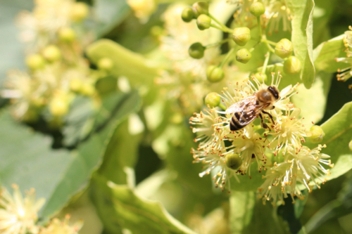 Biene auf Lindenblüten. Foto: AdobeStock_pw-fotografie