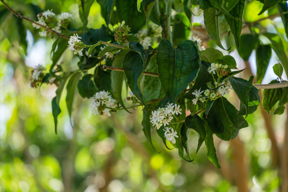 Sieben-Söhne-des-Himmels-Strauch mit weißen Blüten. Foto: MarinoDenisenko