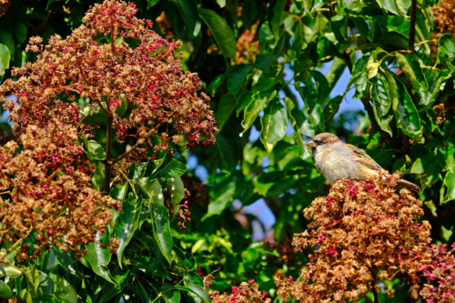 Spätblühende Gehölze: Blühender Bienenbaum. Rechts im Bild sitzt ein kleiner Vogel auf einer Blütenrispe. Foto: AdobeStock_Supratchai