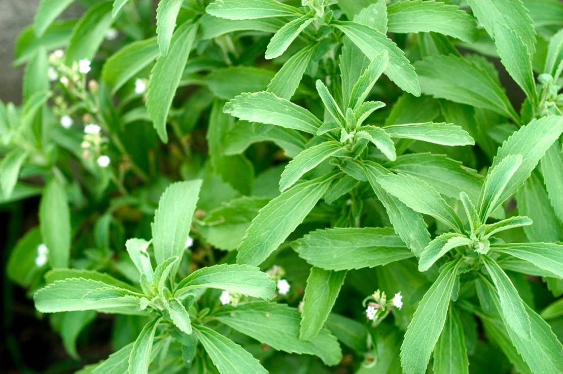 Steviapflanze mit kleinen weißen Blüten. Foto: AdobeStock_Gilles Paire