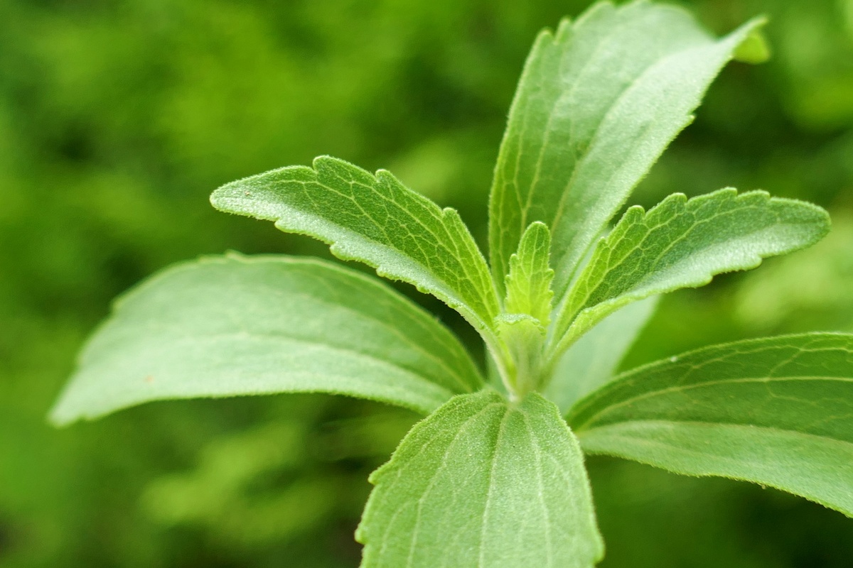 Die SteviaPflanze Was es mit dem Süßkraut auf sich hat GartenFlora