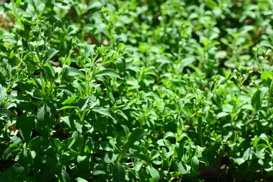 Stevia im Garten. Foto: AdobeStock_Stevia. Foto: AdobeStock_ideation90